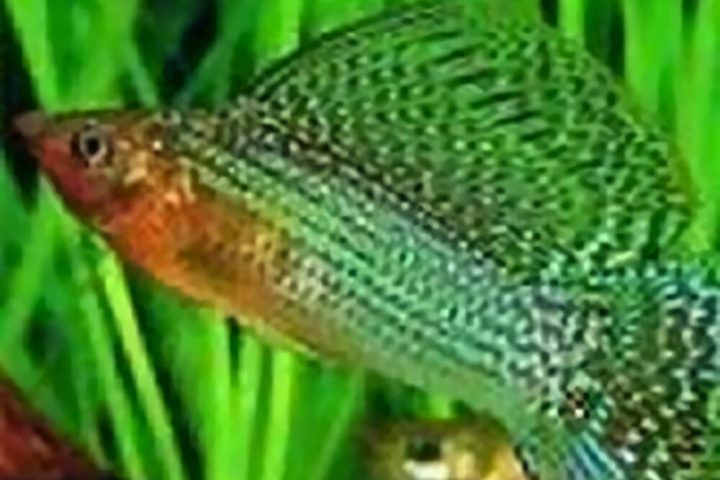 摩利鱼身份信息