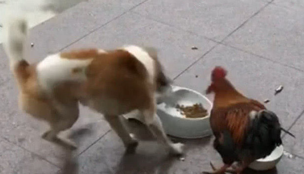 小狗和雄鸡为食物大战，周边人都来驻足观看，結果令人险笑出影响