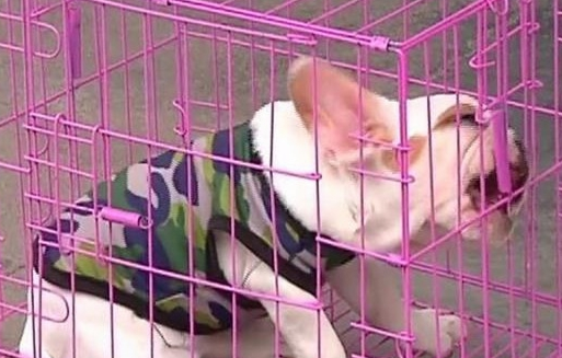 男子买了条法国斗牛犬，回家一看傻了眼，老板：你打电话报警吧