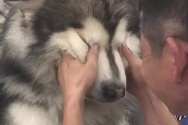 一百多斤大狗被吉娃娃吼，哭的像小孩子，主人哄到一半笑出眼泪说话
