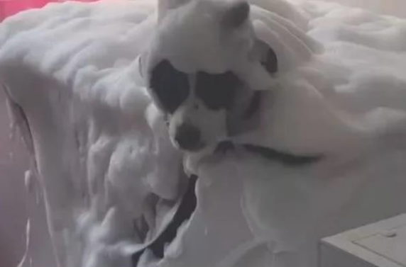 主人家给狗狗泡澡,想不到放的香波过多,画面让人惨不忍睹