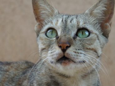 宠物萌猫咪图片