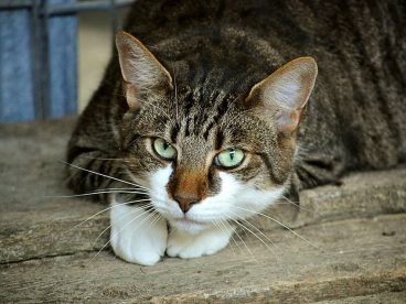 猫的眼睛看出了伤感