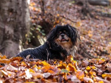 西藏小猎犬图片