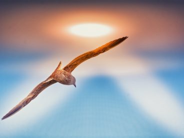 高空展翅翱翔海鸥图片