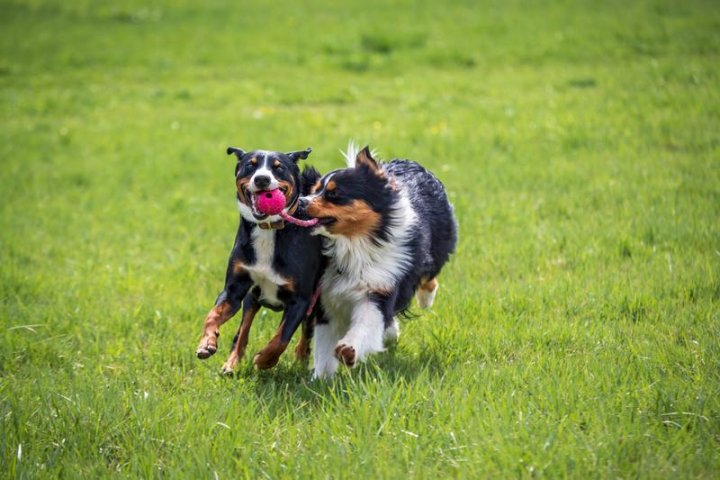 比熊犬：最受欢迎的宠物犬品种介绍