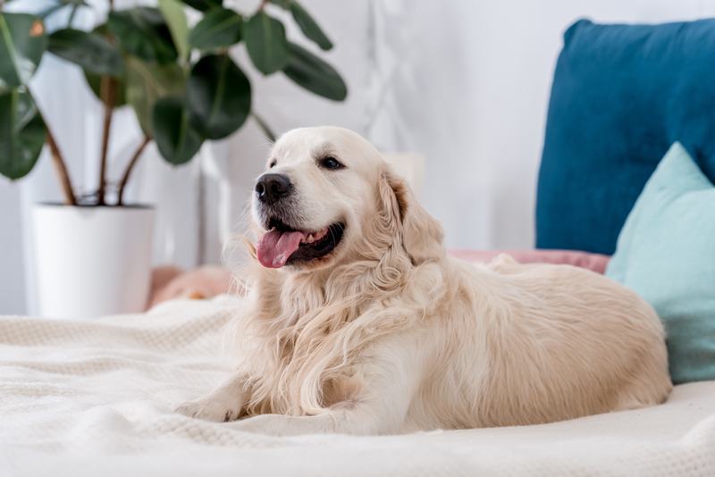 比熊犬:最受欢迎的宠物犬品种介绍