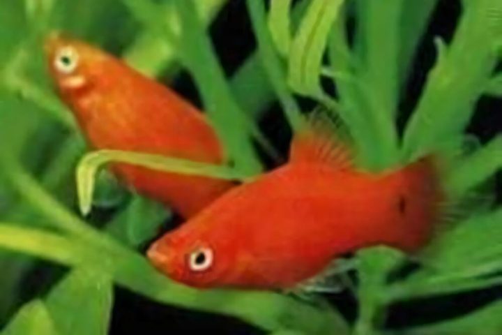 月光鱼身份信息