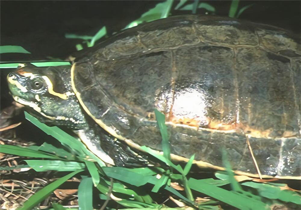冠背龟身份信息