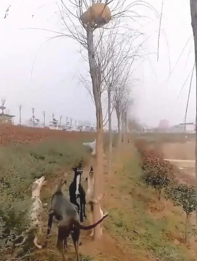 4只狗围堵1只躲在树枝的猫咪，白狗当场学爬树，丢狗脸了