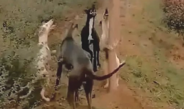 4只狗围堵1只躲在树枝的猫咪，白狗当场学爬树，丢狗脸了
