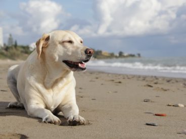 拉布拉多寻回犬图片