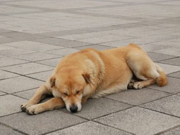 流浪狗睡觉图片