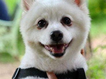 白色小博美犬图片