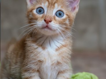 眼神无助瘦小的小花猫图片