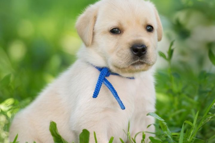 拉布拉多犬品种介绍：神秘而优雅的宠物之王