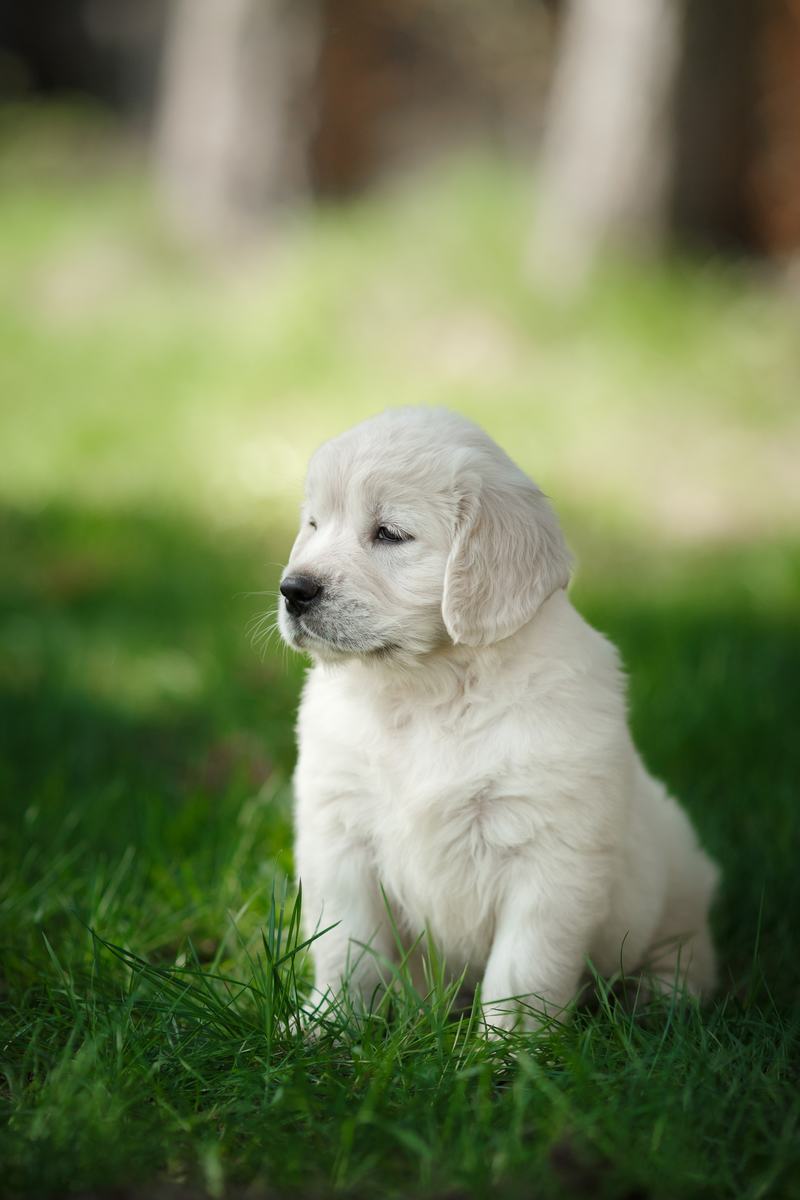 拉布拉多犬品种介绍:神秘而优雅的宠物之王