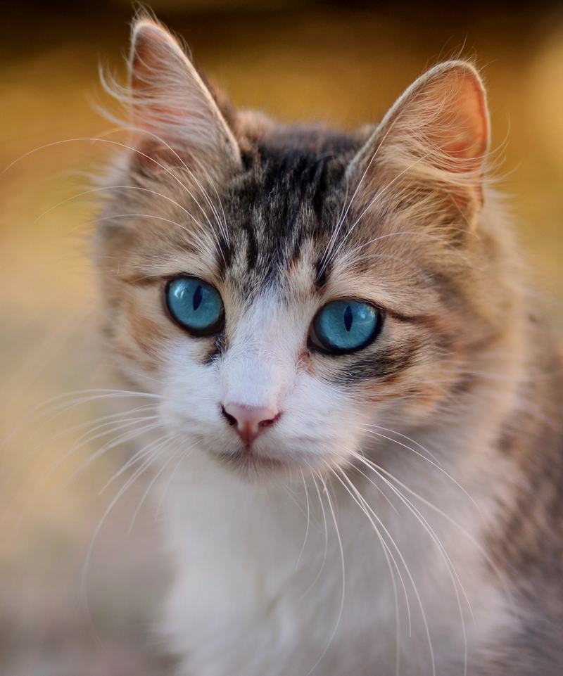 美国刚毛猫品种介绍，美国刚毛猫品种介绍图片
