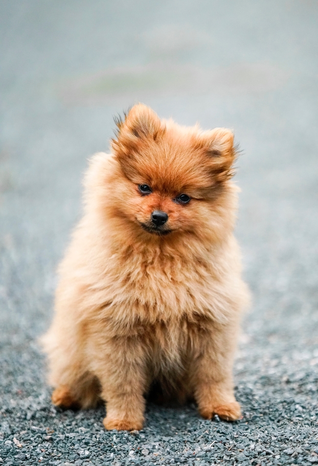 可爱超萌博美犬狗狗图片