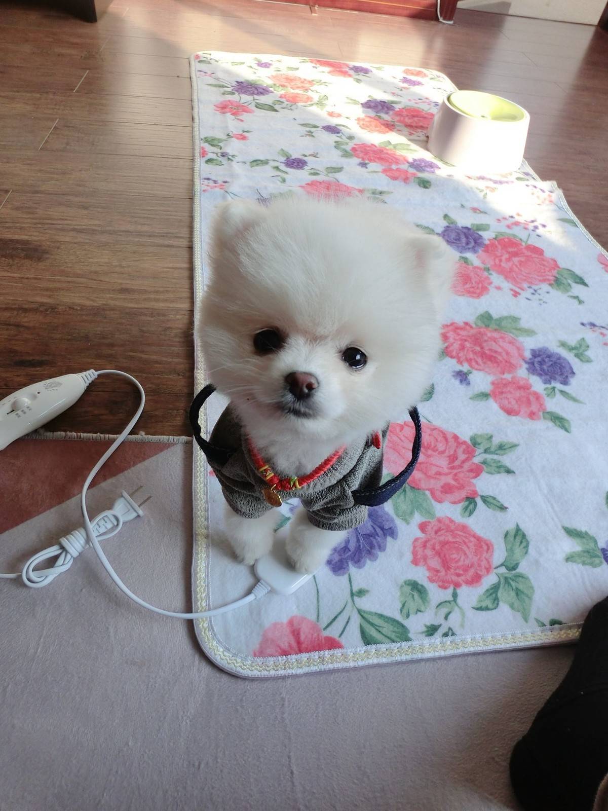 博美