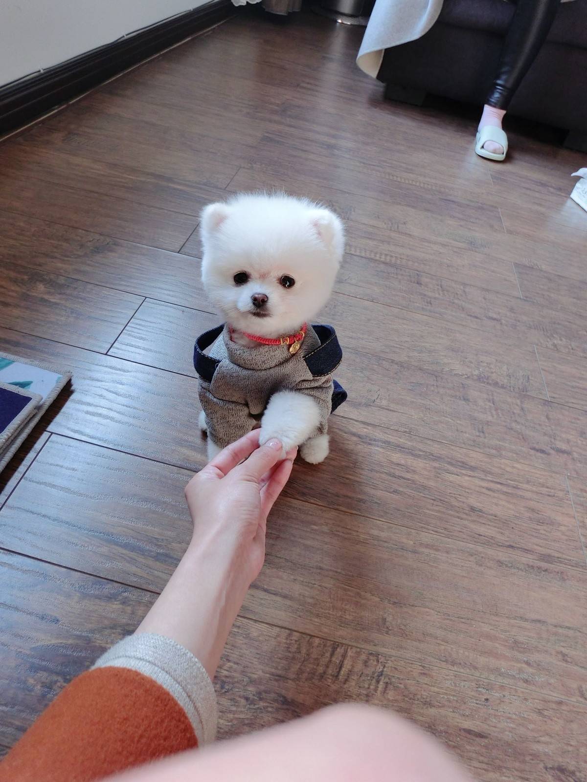 博美