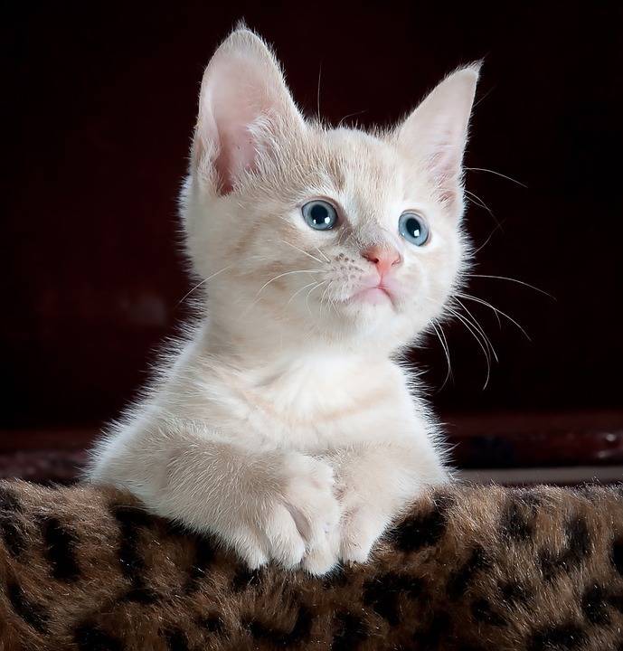 小小 猫 可爱
