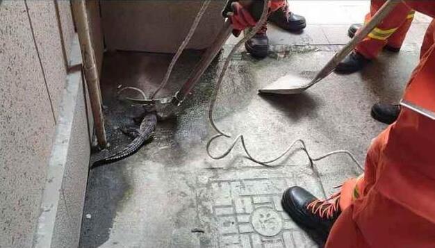 咋整？摘过马蜂窝，救过小猫小狗，第一次在闹市小区抓到鳄鱼，杭州的消防员有点方