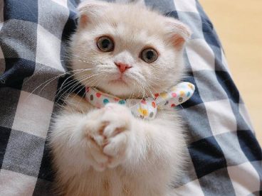 折耳猫