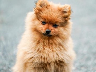 可爱博美犬萌宠写真摄影图片