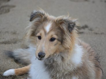 牧羊犬图片素材