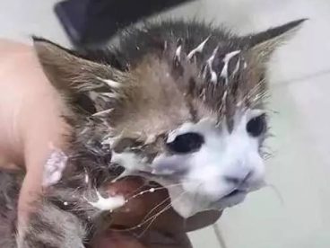 铲屎官给猫咪开了个酸奶，过一会再回来看，结果猫成了这样..这酸奶面膜，从小就开始保养肌肤，哪天你不要我了，靠颜值找下家去