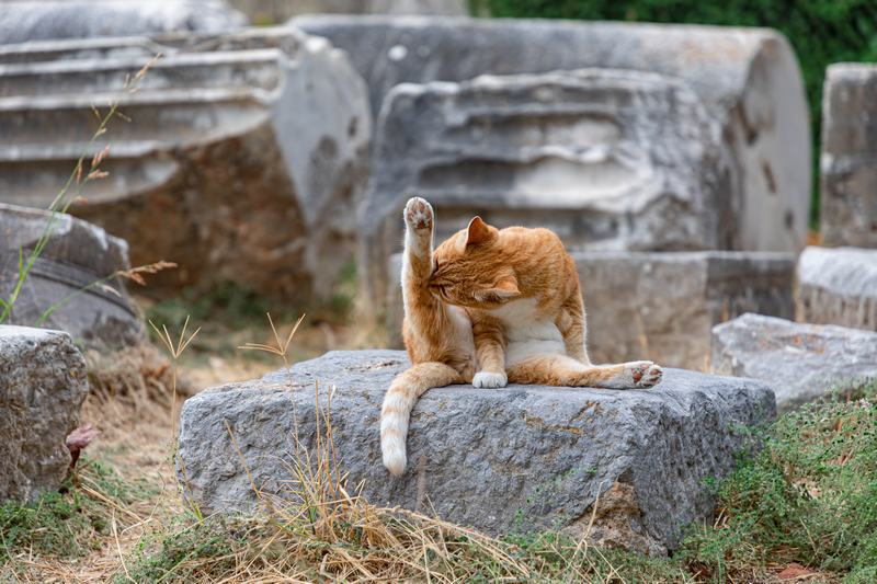 帕拉斯猫品种介绍