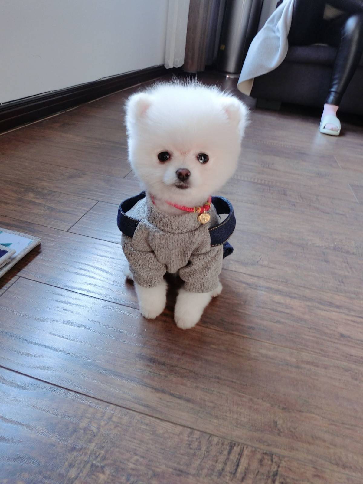 博美小宝宝