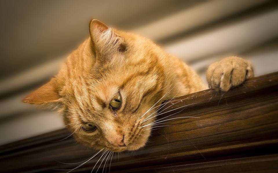 猫咪说这样的工作活，真累