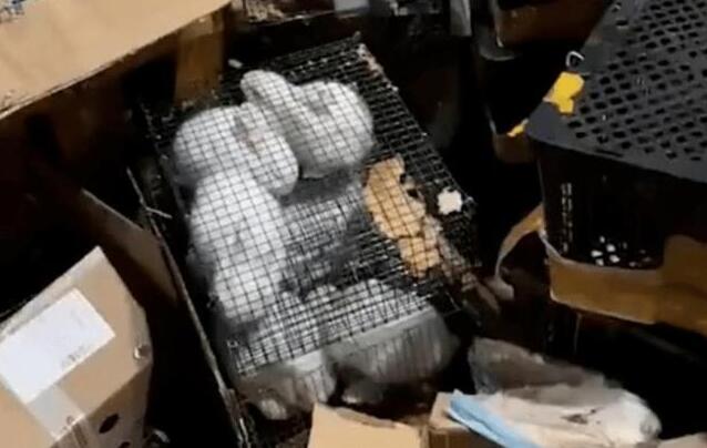 痛心！百余只宠物盲盒被遗弃街头，有猫有狗都在惨叫！