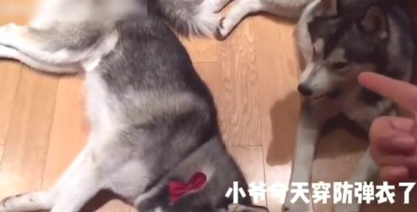 主人让小狗装死,但那小子就是说不愿倒下,下一幕令女主角笑翻!