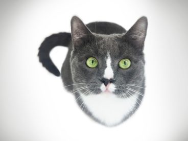 灰色风格小黑猫图片