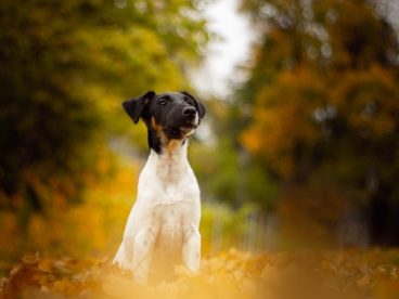 可爱小型田园犬图片