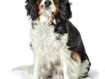 可爱超萌史宾格犬图片