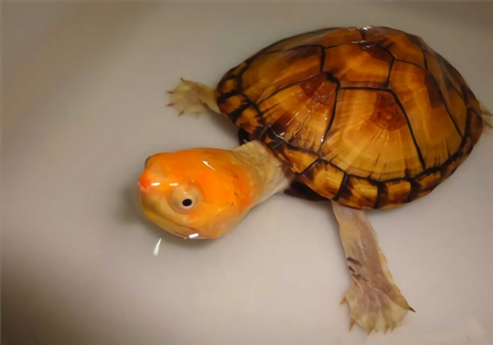 蛋龟身份信息