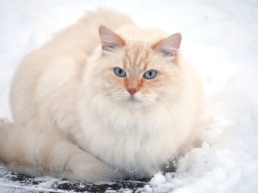 冬季雪地萌猫小清新摄影图片