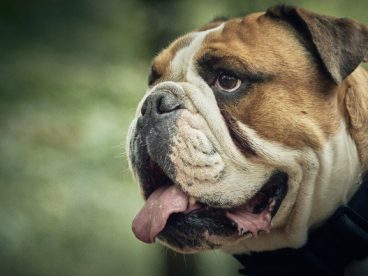 可爱俏皮呆萌斗牛犬摄影图片