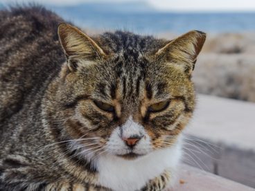 没睡醒的短毛猫图片