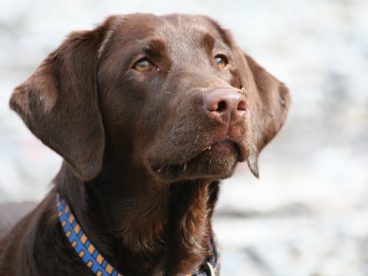拉布拉多犬的图片