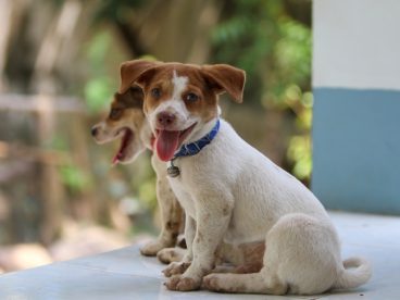 蹲坐在地上的比格犬图片