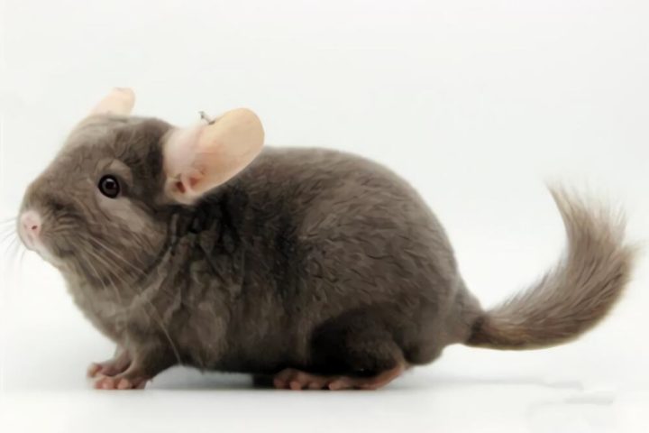 纯啡龙猫身份信息
