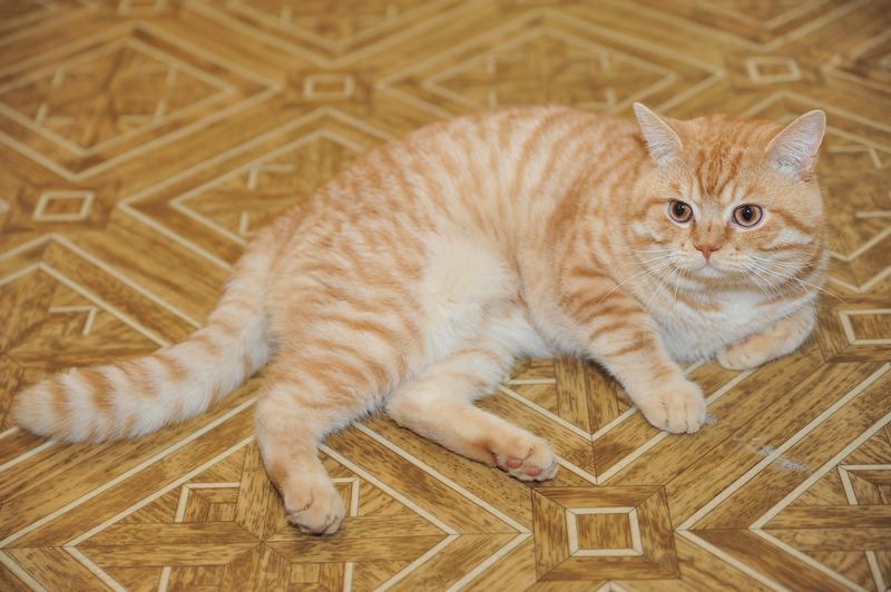 萨凡纳猫品种介绍，萨凡纳猫f1