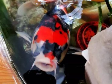 天气温暖起来了，在阳光的照射下锦鲤是那么的漂亮，一喂食一群群的游来，这是说不出来的幸福。