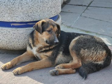 大型拉布拉多犬图片