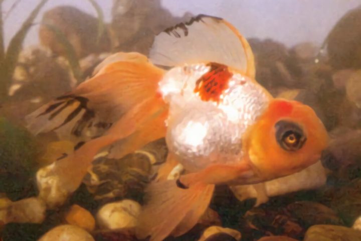玫瑰红虎头龙睛身份信息